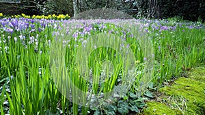 Springtime violet crocus garden in bloom