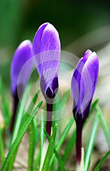 Springtime violet flowers