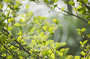 Springtime wallpaper of green fresh leaves alder tree in sunlight