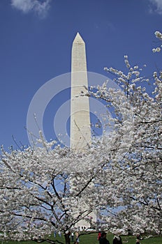 Springtime in Washington , DC