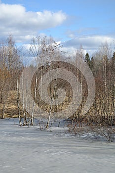 Springtime Wetland Forest. Early Spring With Melting Ice And Snow