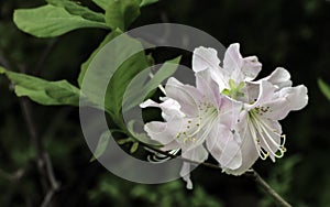 Springtime White Azalea Blossom