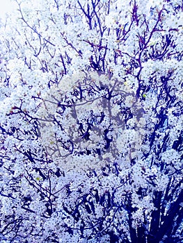 Springtime white cherry trees bloom