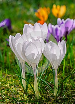 Springtime with white corcus flowers