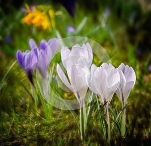 Springtime with white corcus flowers