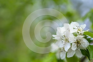 Springtime. White pear blossoms. Spring flowers on nature blurred background
