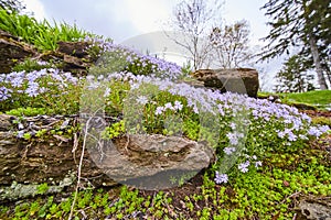 Springtime Wildflowers on Rocky Slope with Overcast Sky in Indiana