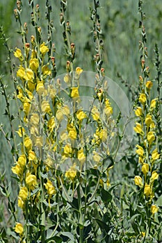 Springtime yellow toadflax wildflowers blooming