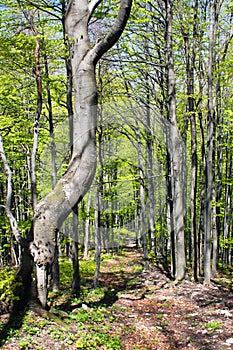 Springy view from european beech wood