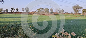 Sprinkle Irrigation System in a wheat farm