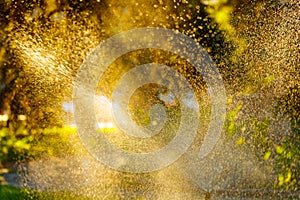 Sprinkle in the park. Water drops on the plants.