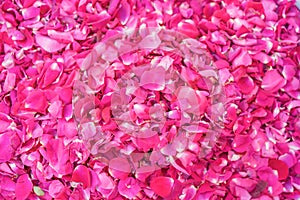 Sprinkled fresh pink rose petals photo