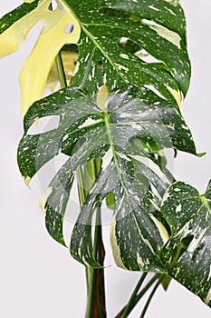 Sprinkled leaf of variegated tropical \'Monstera Deliciosa Thai Constellation\' houseplant photo