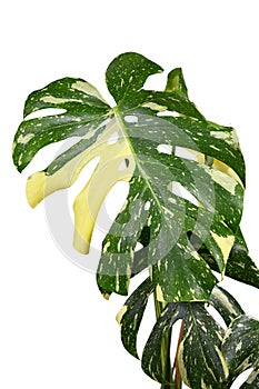 Sprinkled leaf of variegated tropical \'Monstera Deliciosa Thai Constellation\' houseplant with fenestration photo