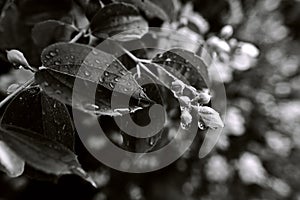 Sprinkled leaves and flower buds