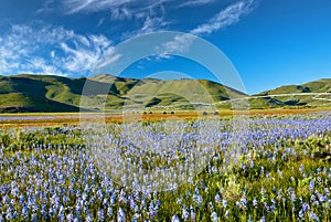 Sprinkler on the Camas Prairie