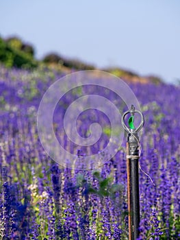 Sprinkler in a field of purple flowers