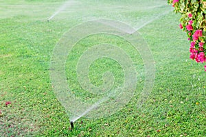 Sprinkler in garden watering the lawn. Automatic watering lawns concept