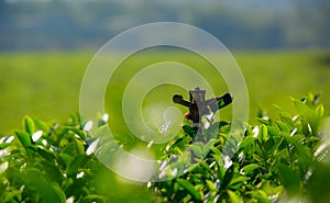 Sprinkler in green tea farm