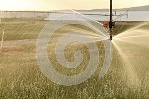 A sprinkler head on an agricultural irrigation system.