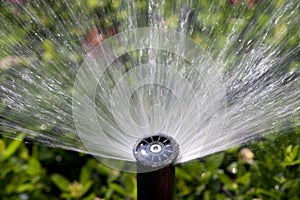 Sprinkler head watering the bush