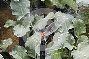 Spruzzatore Testa irrigazione verdura giardino 