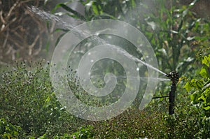 Sprinkler Irrigating a potatoes cultivation.