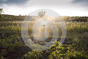 Sprinkler irrigation of the garden, watering in natural conditions.