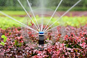 Sprinkler irrigation photo