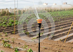 Sprinkler spraying water on farm field, irrigating agricultural crops