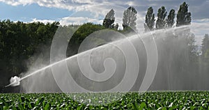 Sprinkler system Irrigating a field of maize, Loiret, France