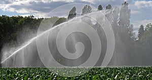 Sprinkler system Irrigating a field of maize, Loiret, France