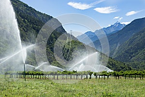Sprinkler system watering vineyard