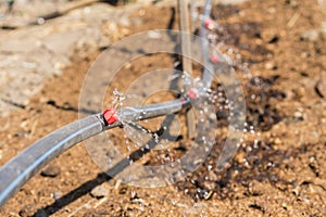 Sprinkler systems, drip irrigation, watering lawns. Drip Irrigation System Close Up. Water saving drip irrigation system being