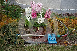 Sprinkler in systems for watering garden plants. Berlin, Germany