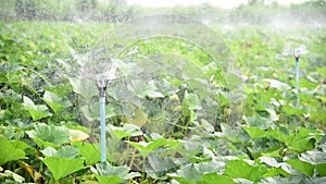 Sprinkler water system in fresh pumpkin farm