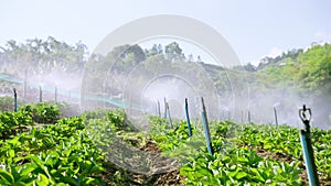 The sprinkler is watering the farm.The area of the hydrangea plant