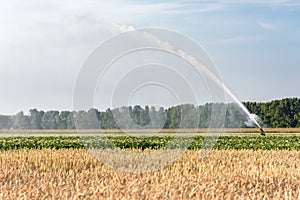 A sprinkler is watering farmland during dry weather