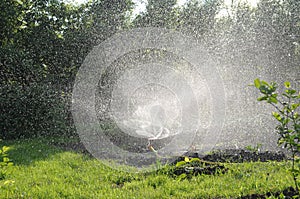 Sprinkler watering grass in garden. twisting water splashes, automatic lawn care, personal irrigation system in townhouse
