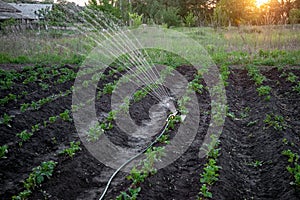 Sprinkler watering potatoes in garden on sunset