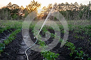 Sprinkler watering potatoes in garden on sunset
