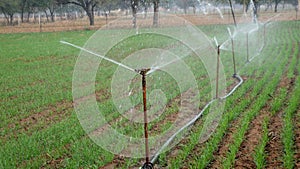 Sprinkler watering wheat crops in a large green field during winter. Irrigation system in India