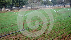 Sprinkler watering wheat crops in a large green field during winter. Irrigation system in India