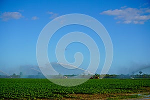 Sprinkler waters Farm under Blue sky