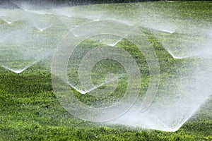 Sprinklers on a green lawn