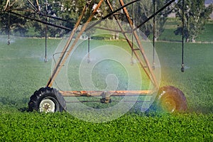 Sprinklers Irrigating Crop Field Farming Grains Lush Green with