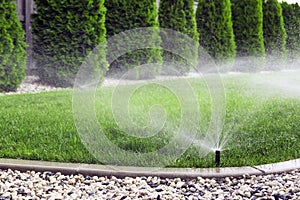 Sprinklers watering grass, green lawn in garden