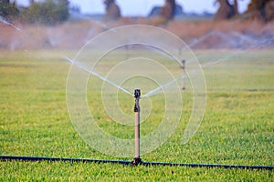 Sprinklers watering grass on sunset light