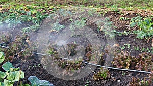 Sprinklers watering vegetables in small farm garden