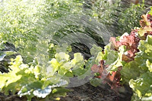 Sprinklers on young lettuce